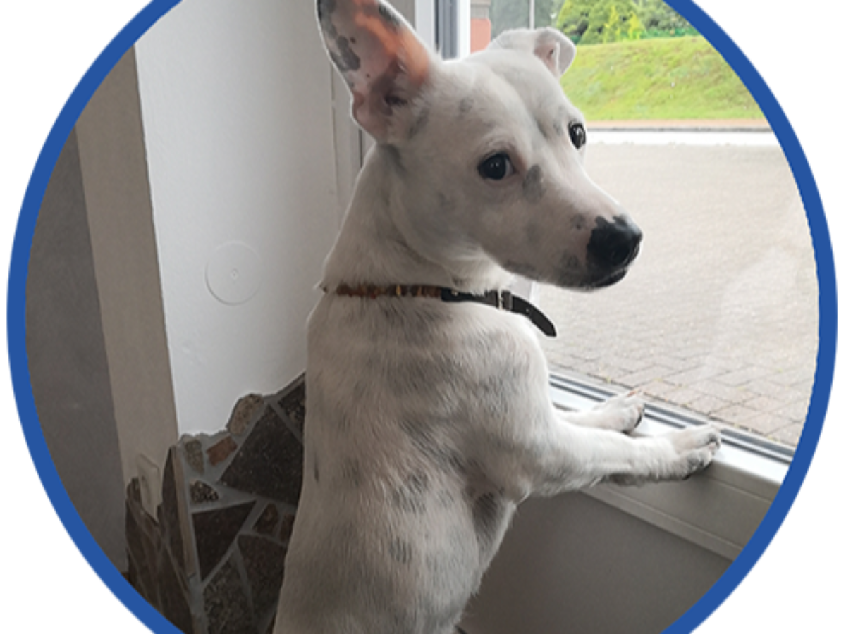 Ersatzklingel & Maskottchen Herbie